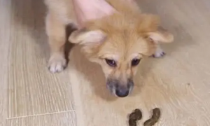 狗为什么喜欢吃粪便