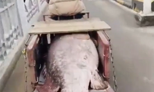 海口一渔民钓到200斤巨型石斑鱼：三轮车差点装不下！
