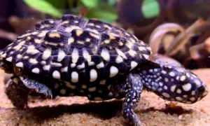 斑点池龟，白斑和黄斑的区别有多少？