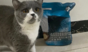 蓝牧猫粮：爱猫之选