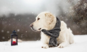 冬天养狗必看，五个常见错误，别再伤害你的狗狗了！