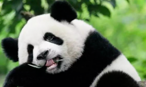 大熊猫是食肉动物，为什么会“改行”吃素？网友:熊猫太难了！