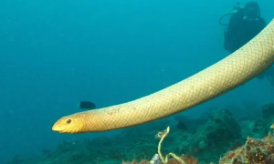 海蛇是世界上最毒的蛇吗