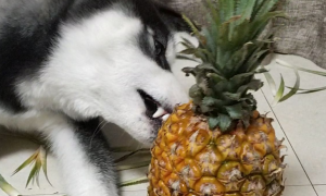 狗能吃菠萝吗