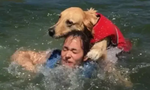 金毛不会游泳，它把主人按在水下当浮板，说好的养狗能救命呢？