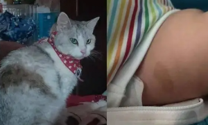 猫咪离世半年后她怀孕，生下的宝宝身上竟与它有一模一样的印记