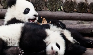 关于熊猫的知识，你知道多少？