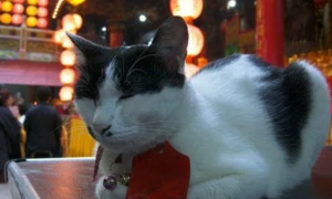 猫在佛家有什么说法