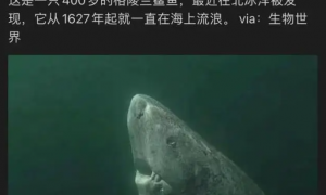 400岁鲨鱼走红，长寿因其“生命在于懒”？