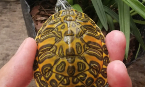 火焰龟可以和哪些龟混养