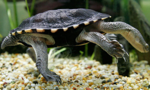 蛇颈龟是长颈龟吗