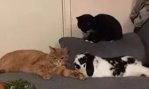 两只猫每天睡兔子窝，和兔子抢胡萝卜吃，主人感觉自己养了3只兔