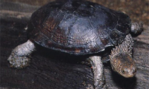 蛇颈龟生长速度