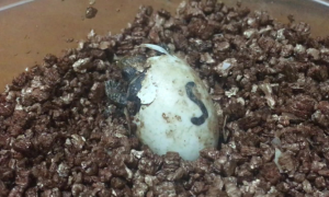 乌龟蛋孵化温度低于20