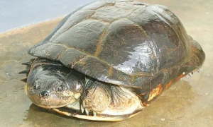 科特迪瓦侧颈龟图片