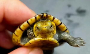 白唇蛋龟能长多大