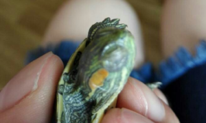 乌龟眼睛有层白色的膜