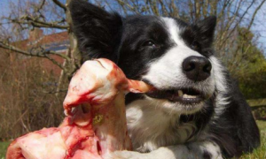 狗能吃鸡骨头吗