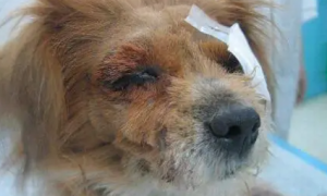 救助遭受虐待而重伤的流浪狗，右眼摘除后被收养从此过上幸福生活