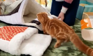 给爱猫买了新款睡袋，它们不仅非常喜欢，还会使用枕头！