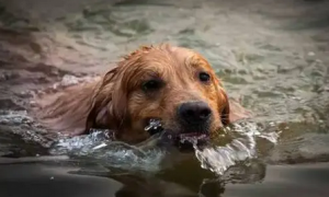 狗子第一次下水，神情略显紧张，狗刨式了两下，表情亮了