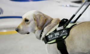 中国第一只导盲犬