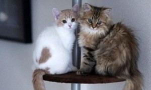 一个家里能养两只猫吗