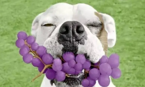 狗能吃葡萄不?