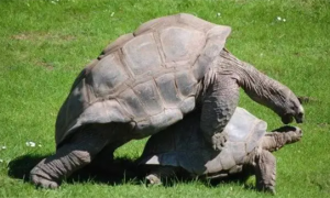 加拉帕戈斯象龟与亚达伯拉区别