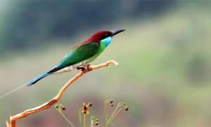 蓝喉蜂虎鸟是什么鸟