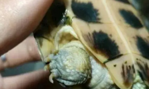 乌龟脱皮和腐皮的区别