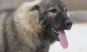 高加索咬狼犬是什么品种