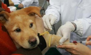 小狗第一针疫苗什么时候打最好