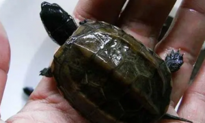 适合家养的小型陆龟