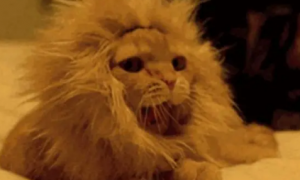 猫咪和金毛戴上狮子头套后十分帅气，但哈士奇戴上后，却画风突变