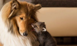 宠物跨界亲情 孤儿狐狸认苏牧做妈妈