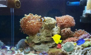 珊瑚缸适合养什么鱼