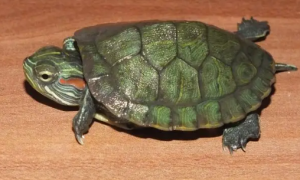 沼泽龟长大后的图片