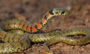 中国最常见的无毒蛇