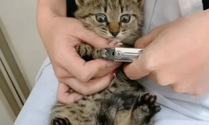 小猫咪第一次剪指甲，它表情超惊讶，网友笑翻：有那么恐怖吗