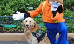 服务犬进入迪士尼玩，却被骂“不专业”！