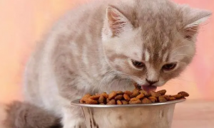 猫只吃猫粮可以吗