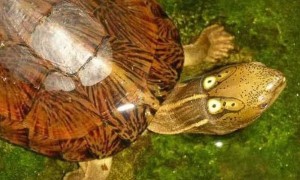 四眼斑水龟是顶级龟吗