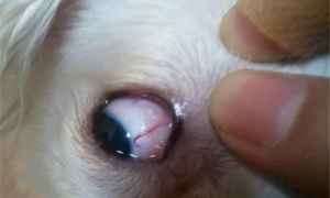 狗眼睛被撞淤血了怎么办