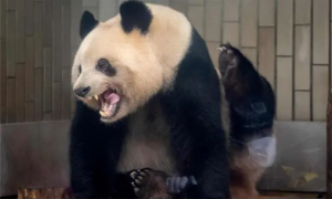 十条你不知道的关于熊猫的那点趣事！