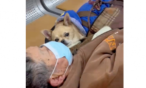 90岁爷爷车祸进医院，医生发现他的怀里还抱着只小狗，网友：它一定是爷爷的宝贝！