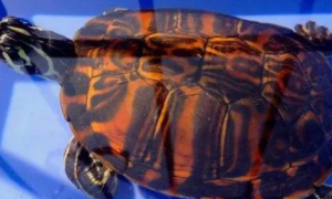 水性最好的深水龟排行