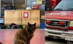消防猫遭投诉被迫离开“工作”了5年的消防局，众消防员含泪送别