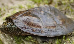 麝香龟是深水龟吗
