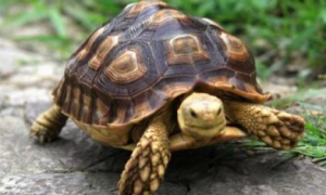 岩蛇龟有毒吗